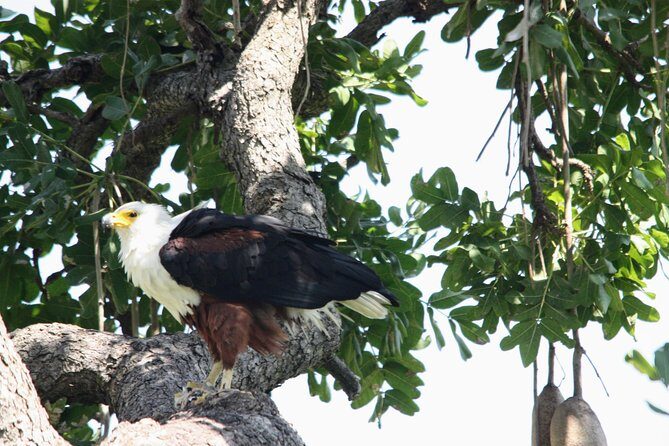 Uganda Wildlife Holiday - 8 Days - Day 6: Transfer to Bwindi Impenetrable Forest