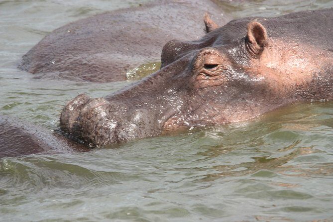 Uganda Wildlife Holiday - 8 Days - Day 7: Gorilla Trekking in Bwindi