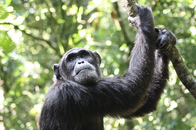 Uganda Wildlife Holiday - 8 Days - Day 8: Return to Kampala via Equator Stopover