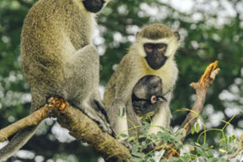 Uganda:15-Day Best of Uganda Wildlife Safari Adventure - What to Expect from This 15-Day Safari  