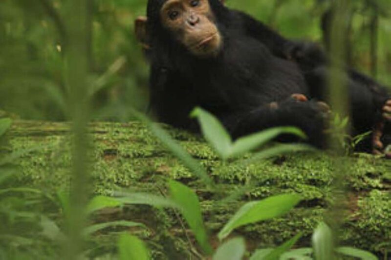 Uganda:5-Day Kibale Chimps & Queen Elizabeth Wildlife Safari - Detailed Review of the 5-Day Uganda Safari  