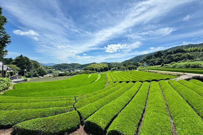 Uji and Wazuka Matcha Farm Half Day Private Guided Tour - Final Thoughts: Is It Worth It?