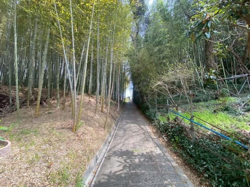 Uji: Tea Ceremony, Calligraphy, and Tea Field Walking Tour - Pricing and Value