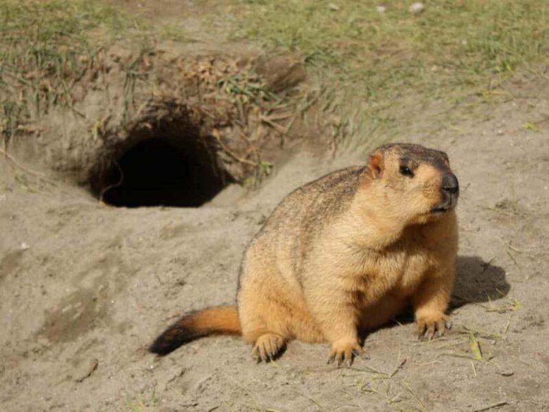 Ulaanbaatar: Hustai National Park Tour with Lunch - Key Points