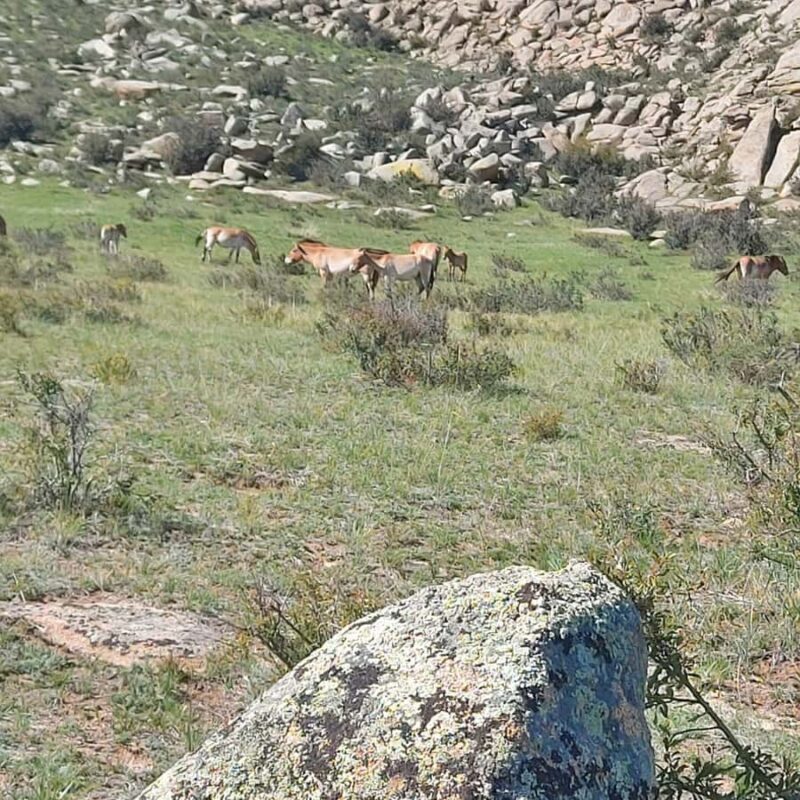 Ulaanbaatar: Khustai NP, Semi Gobi & Kharkhorin Tour - Deep Dive into the Itinerary