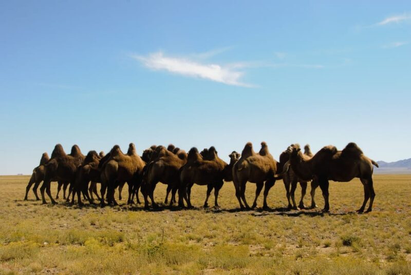 Ulaanbaatar: Semi-Gobi Desert Day Trip & Camel Ride - What to Expect from the Tour