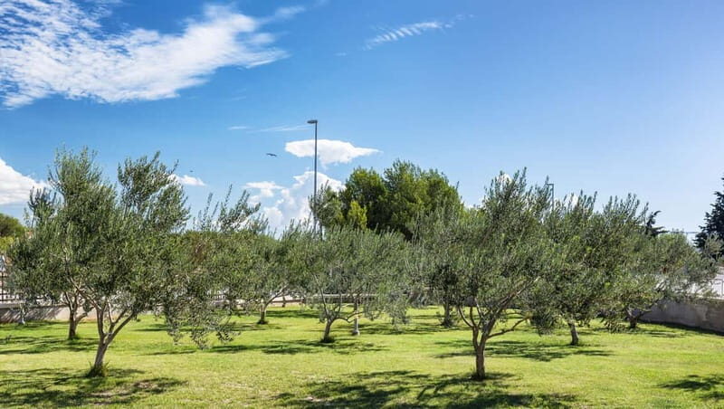 Uljara sv. Ivan Vodice: Olive Oil Tasting and Oil Mill Tour - The Sum Up