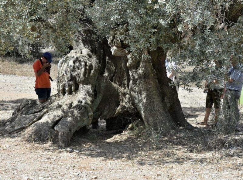 ulldecona-guided-tour-of-the-millenary-olive-trees-of-arion