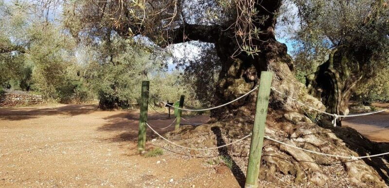 ulldecona-guided-tour-of-the-millenary-olive-trees-of-arion