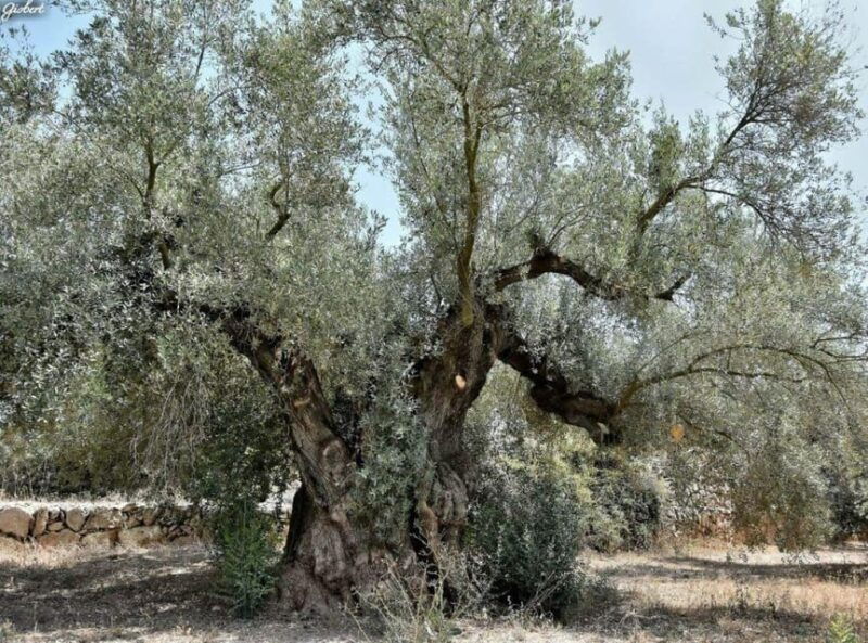 ulldecona-guided-tour-of-the-millenary-olive-trees-of-arion