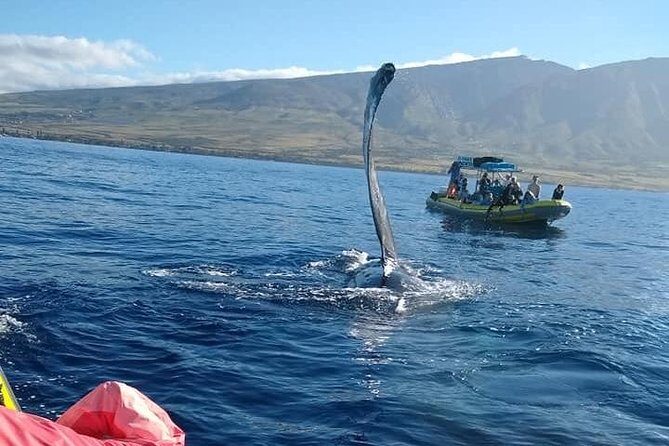 Ultimate 2 Hour Exclusive VIP Whale Watch Tour - Why You’ll Love This Tour