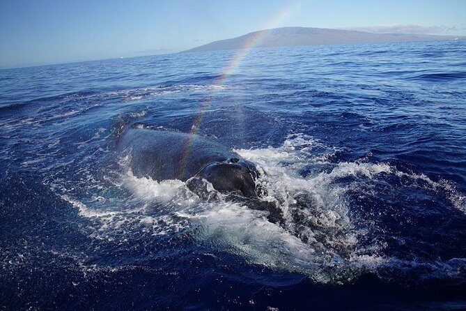 Ultimate 2 Hour Exclusive VIP Whale Watch Tour - Who Is This Tour Perfect For?