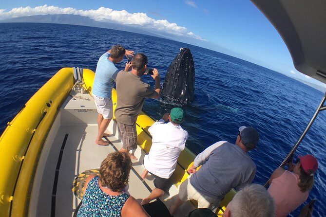 Ultimate 2 Hour Exclusive VIP Whale Watch Tour - Final Thoughts
