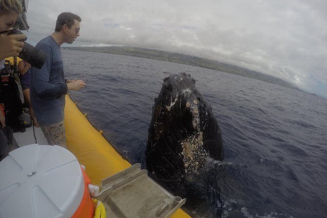 Ultimate 2 Hour Exclusive VIP Whale Watch Tour - FAQ