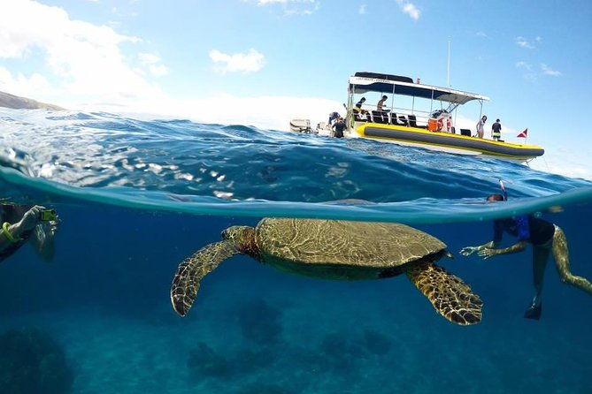 ultimate-4-hour-lanai-snorkel-and-dolphin-encounter