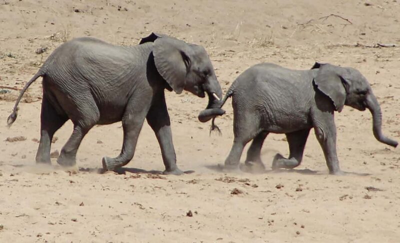 Ultimate 5 Days Amboseli Tsavo West & Tsavo East Safari. - An Overview of the Trip