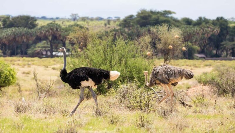 Ultimate 5 Days Amboseli Tsavo West & Tsavo East Safari. - Practical Details and Value