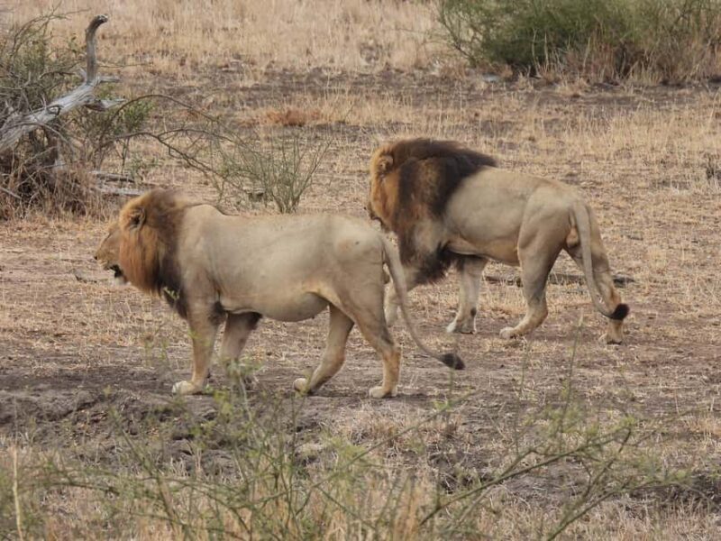 Ultimate 5 Days Amboseli Tsavo West & Tsavo East Safari. - FAQs