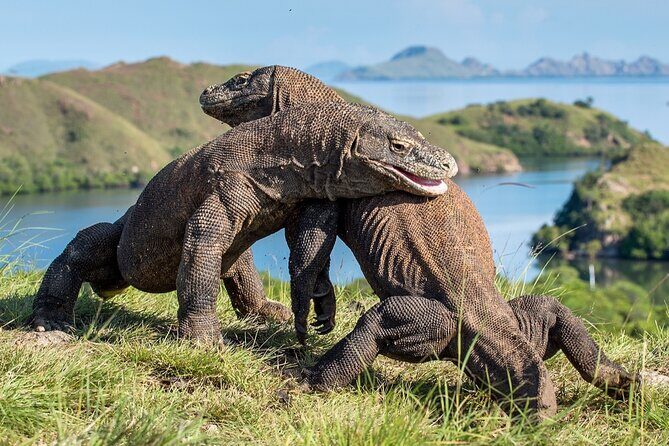 Ultimate Adventure with our Private One Day Komodo Tour - Key Points