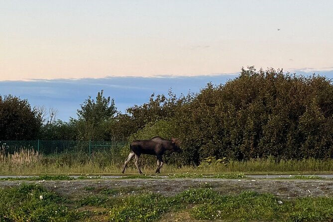 ultimate-anchorage-winter-wildlife-sunset-tour-2