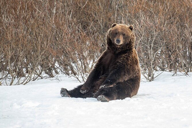 ultimate-anchorage-winter-wildlife-sunset-tour-2