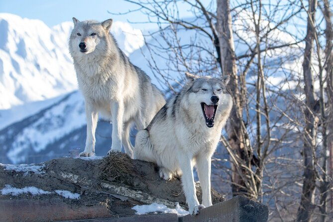 ultimate-anchorage-winter-wildlife-sunset-tour-2