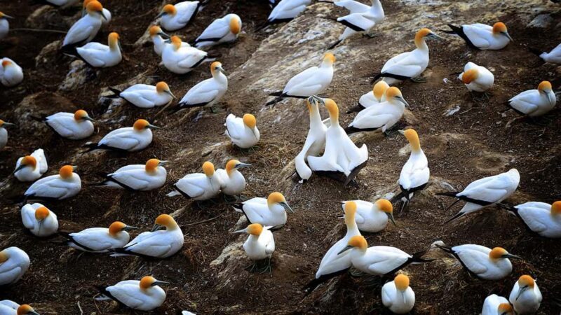 Ultimate Auckland Experience Full Day Tour with Lunch - A Detailed Look at the Tour Experience