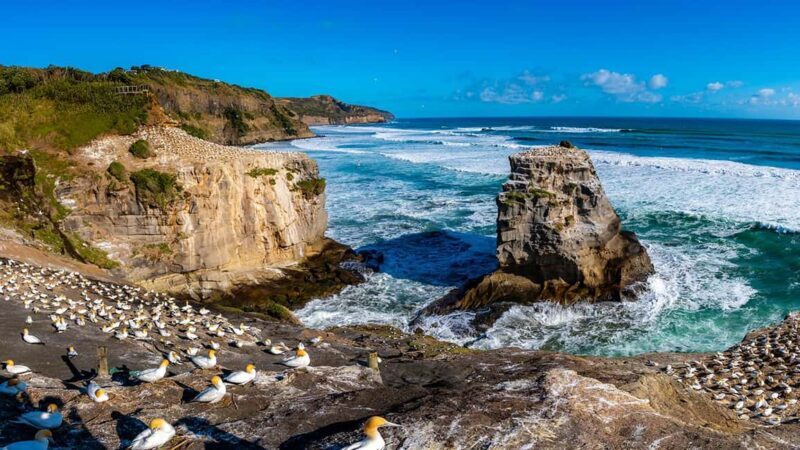 Ultimate Auckland Experience Full Day Tour with Lunch - Authentic Insights from Past Travelers