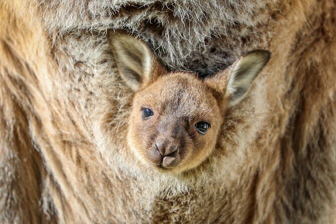 Ultimate Blue Mountains, Scenic World, Zoo & Lincoln's Rock Tour - Who Would Love This Tour?