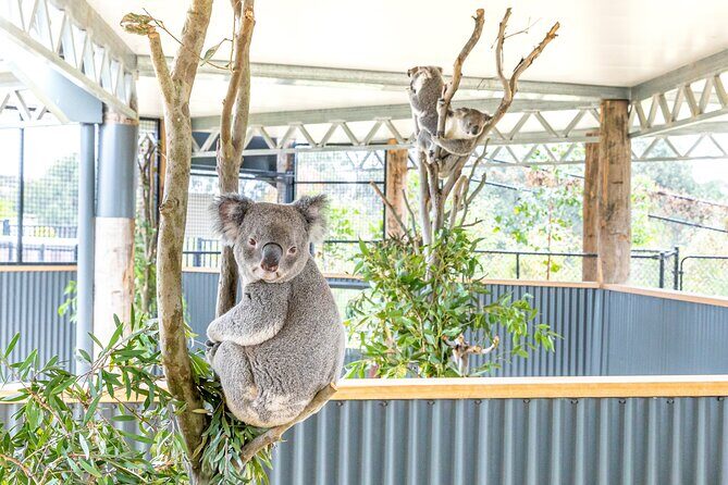 Ultimate Blue Mountains, Scenic World, Zoo & Lincoln's Rock Tour - FAQ