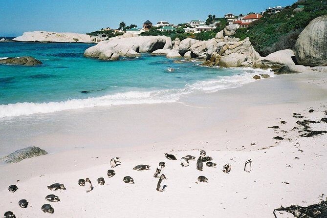 Ultimate Cape Point Tour from Cape Town - Full Day - An Overview of the Tour Experience