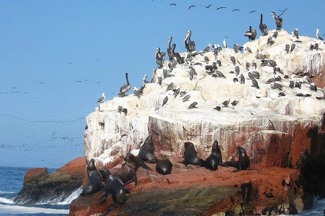 ultimate-comfort-lima-to-huacachina-ballestas-and-vineyard