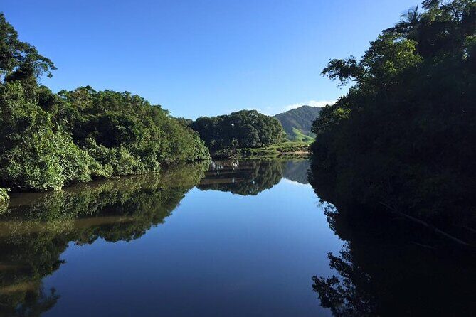 Ultimate Daintree Rainforest Wildlife Experience Cruise - An In-Depth Look at the Daintree Rainforest Wildlife Cruise