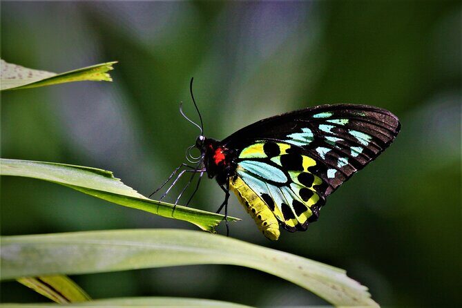 Ultimate Daintree Rainforest Wildlife Experience Cruise - FAQ