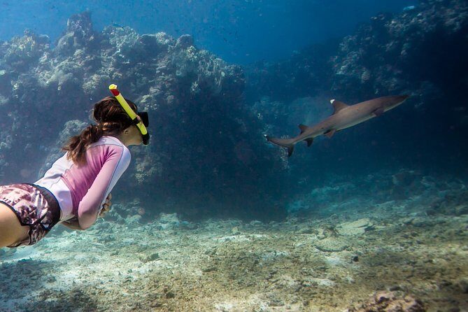 Ultimate Encounter Snorkel with Sharks in Fiji - What Makes This Tour Stand Out?