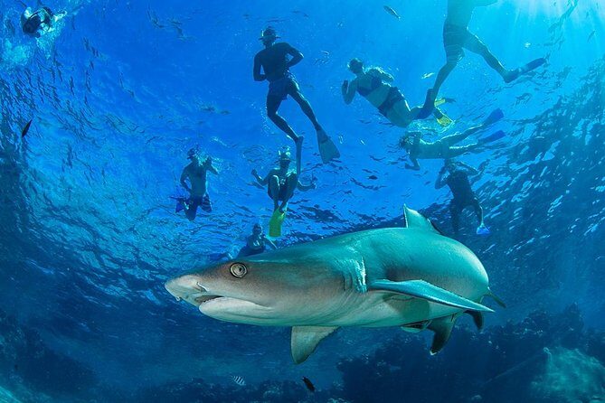 Ultimate Encounter Snorkel with Sharks in Fiji - The Shark Snorkeling Experience