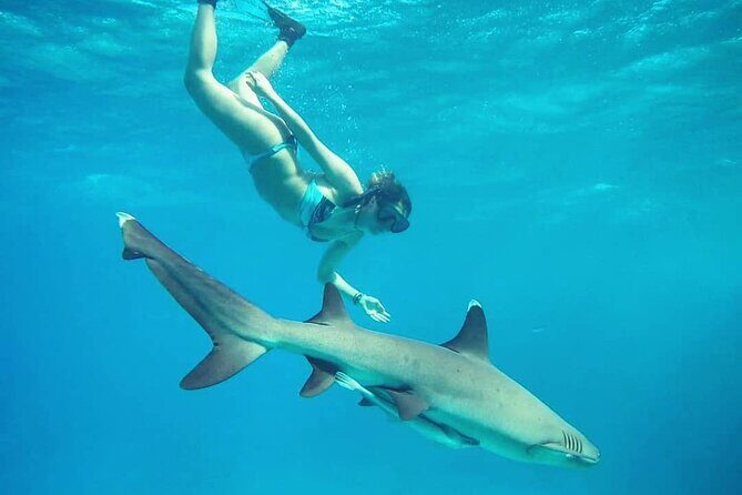 Ultimate Encounter Snorkel with Sharks in Fiji - Is This Tour for You?