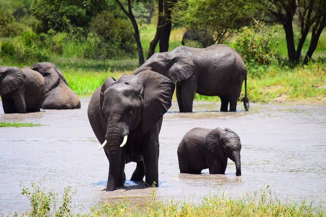 Ultimate Guide For The Best 4-Days Serengeti Safari in Tanzania - Key Points