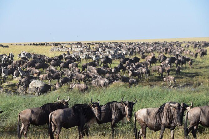 Ultimate Guide For The Best 4-Days Serengeti Safari in Tanzania - Transportation & Group Size