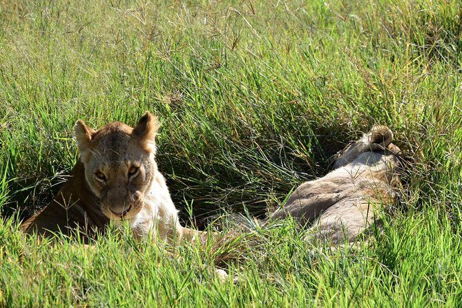 Ultimate Guide For The Best 4-Days Serengeti Safari in Tanzania - Accommodations & Food
