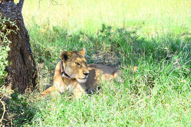 Ultimate Guide For The Best 4-Days Serengeti Safari in Tanzania - Pricing & Value