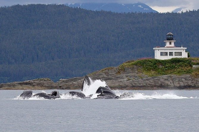 ultimate-juneau-whale-watch