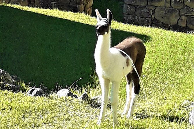 ultimate-lares-trek-inca-trail-5-days