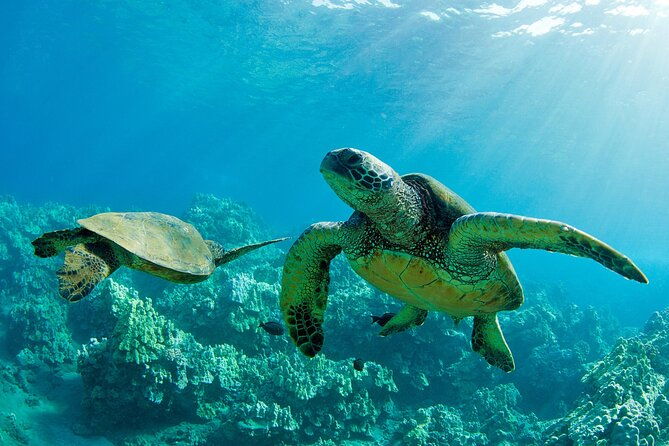ultimate-north-shore-adventure-full-day-hawaiian-experience