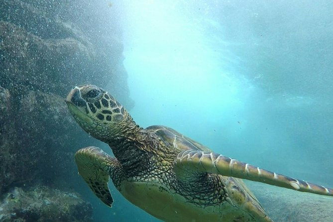 ultimate-ocean-encounters-midday-snorkel