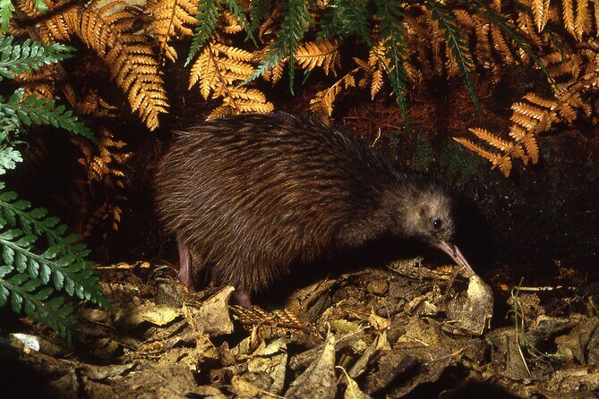 Ultimate Overnight Kiwi Experience - Why This Tour Is Worth Considering