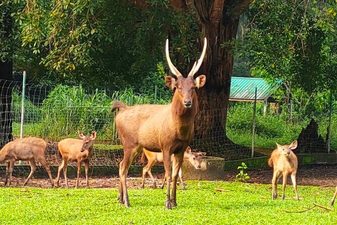 Ultimate Perak Nature Expedition - What the Tour Experience Means for You