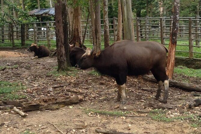 Ultimate Perak Nature Expedition - FAQs