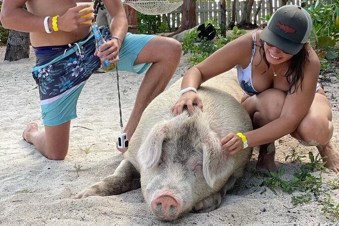 ultimate-seaxscape-small-group-pigs-turtles-snorkel-lunch-pu-do