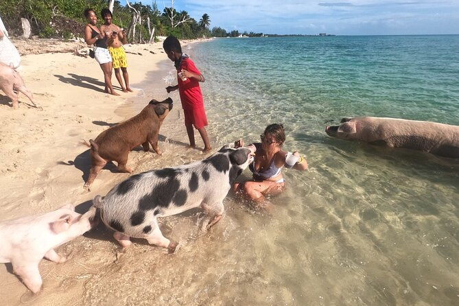 ultimate-seaxscape-small-group-pigs-turtles-snorkel-lunch-pu-do